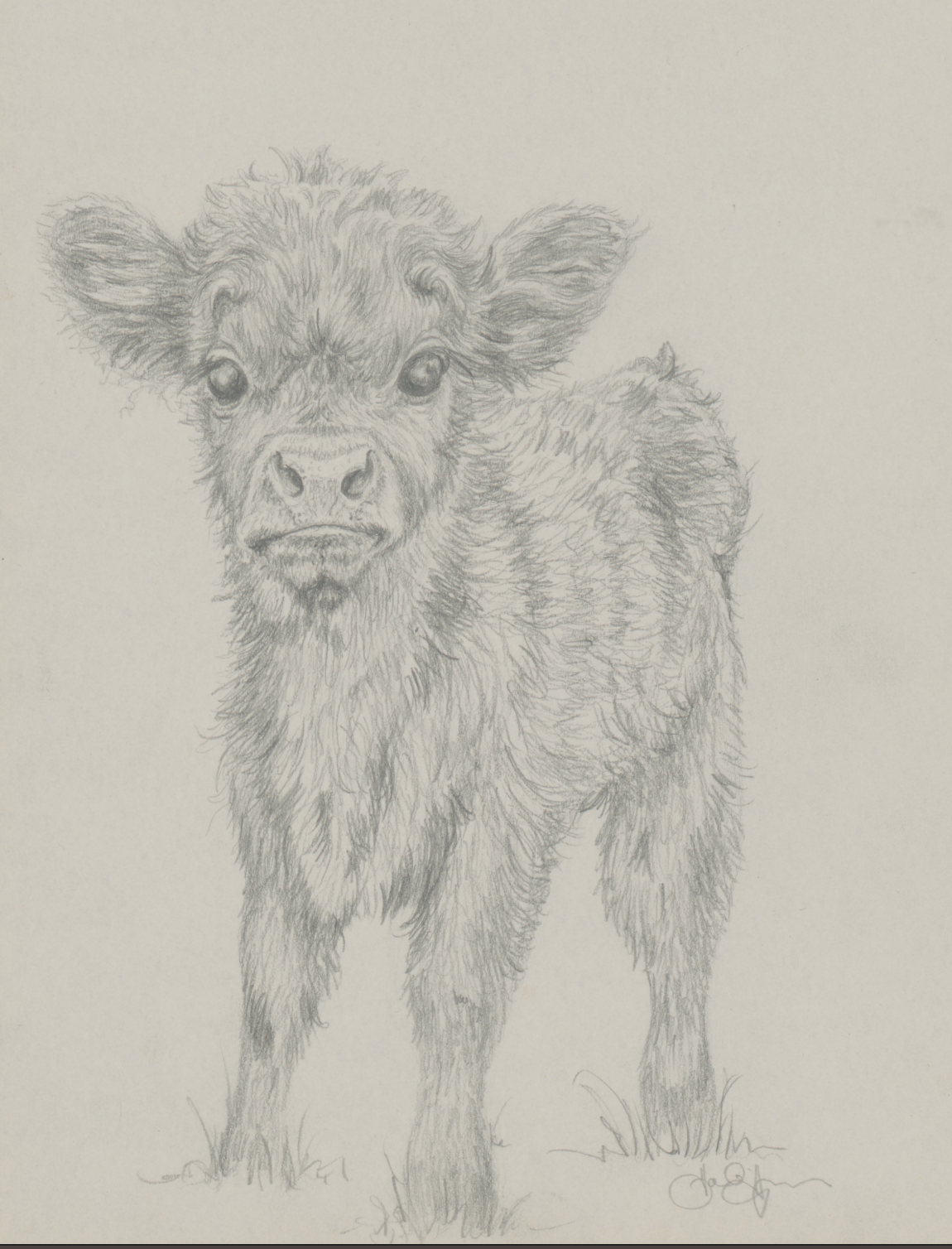 Calf Sketch Digital Download