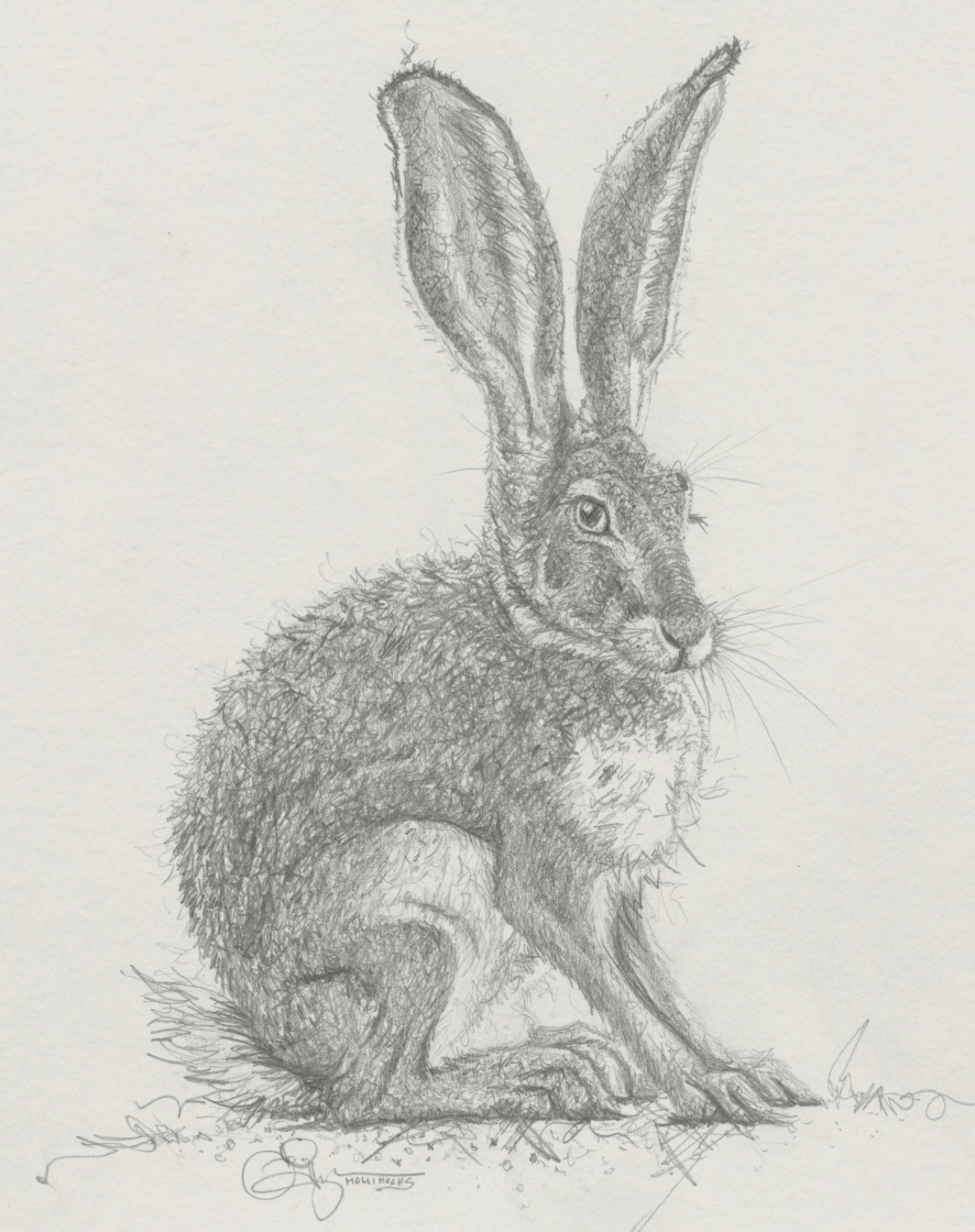 The Hare