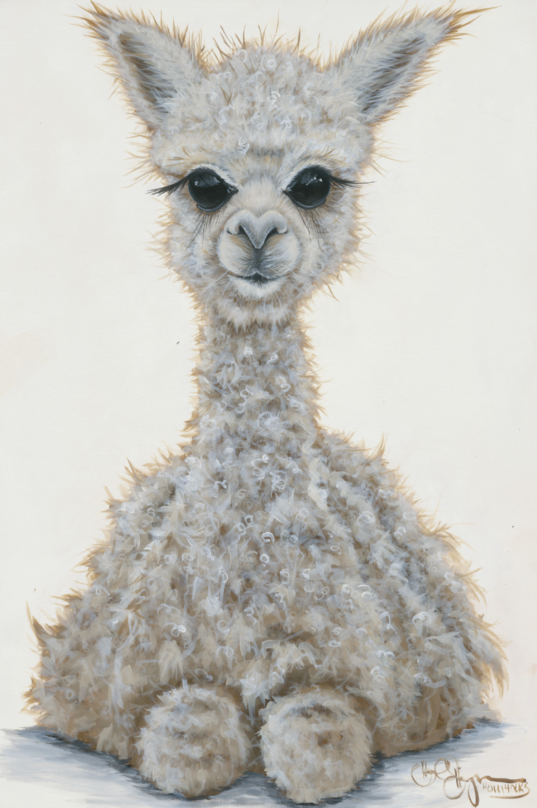 Baby Alpaca