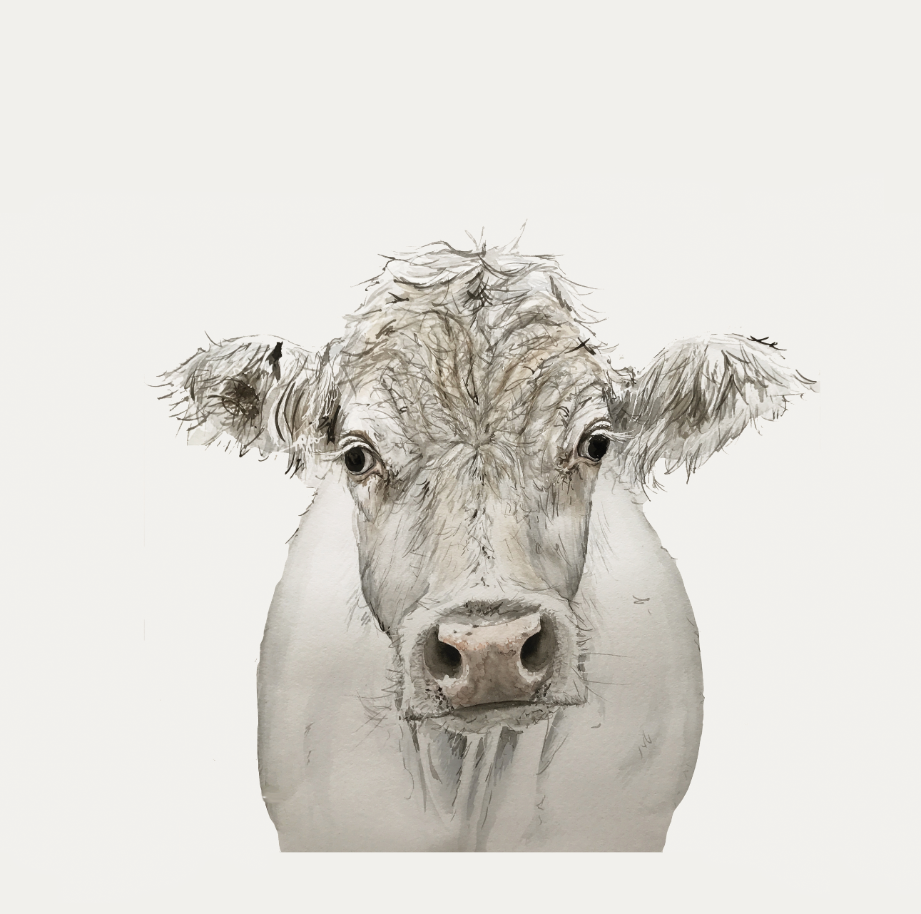White Country Cow