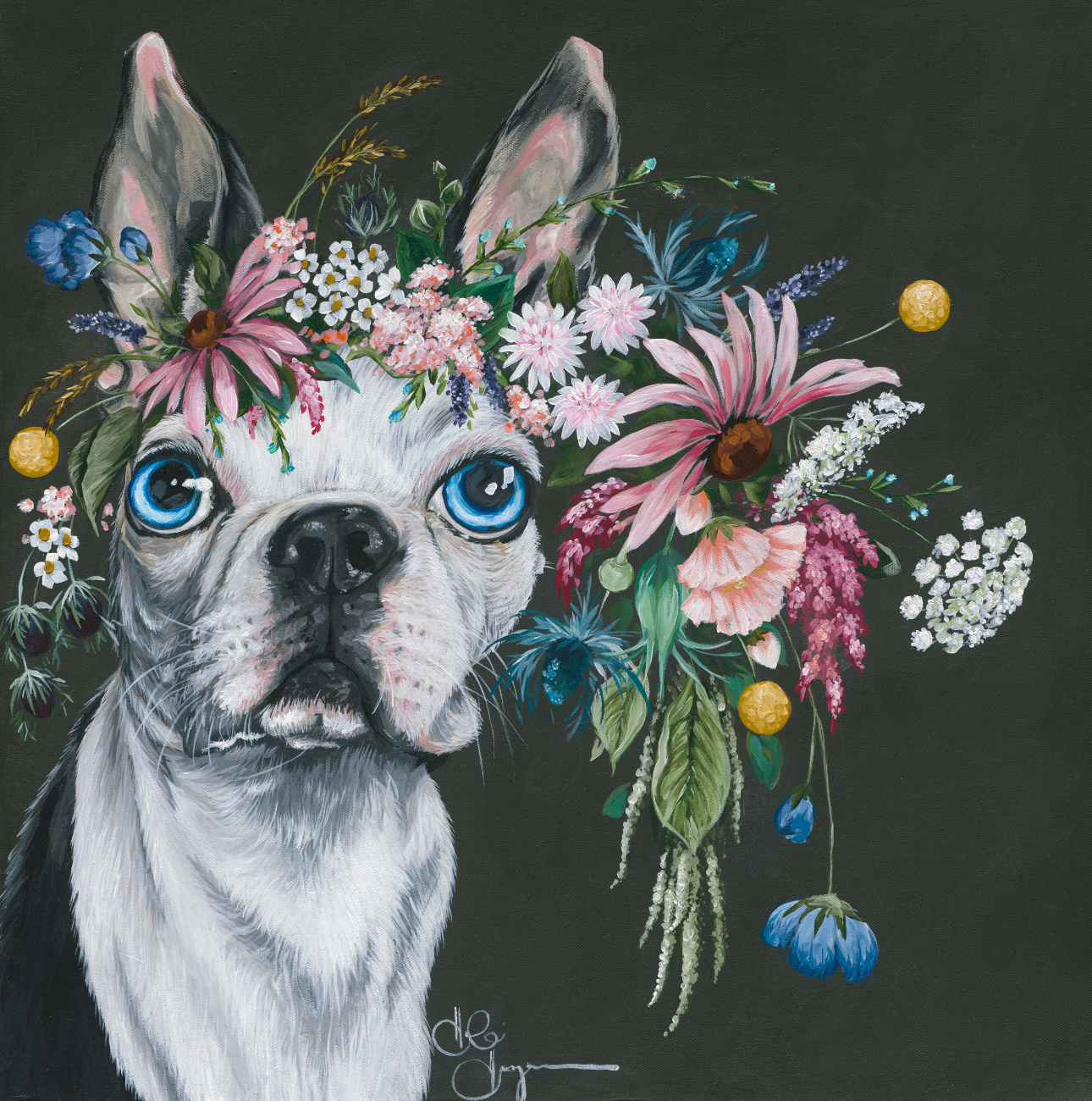 Boston Terrier