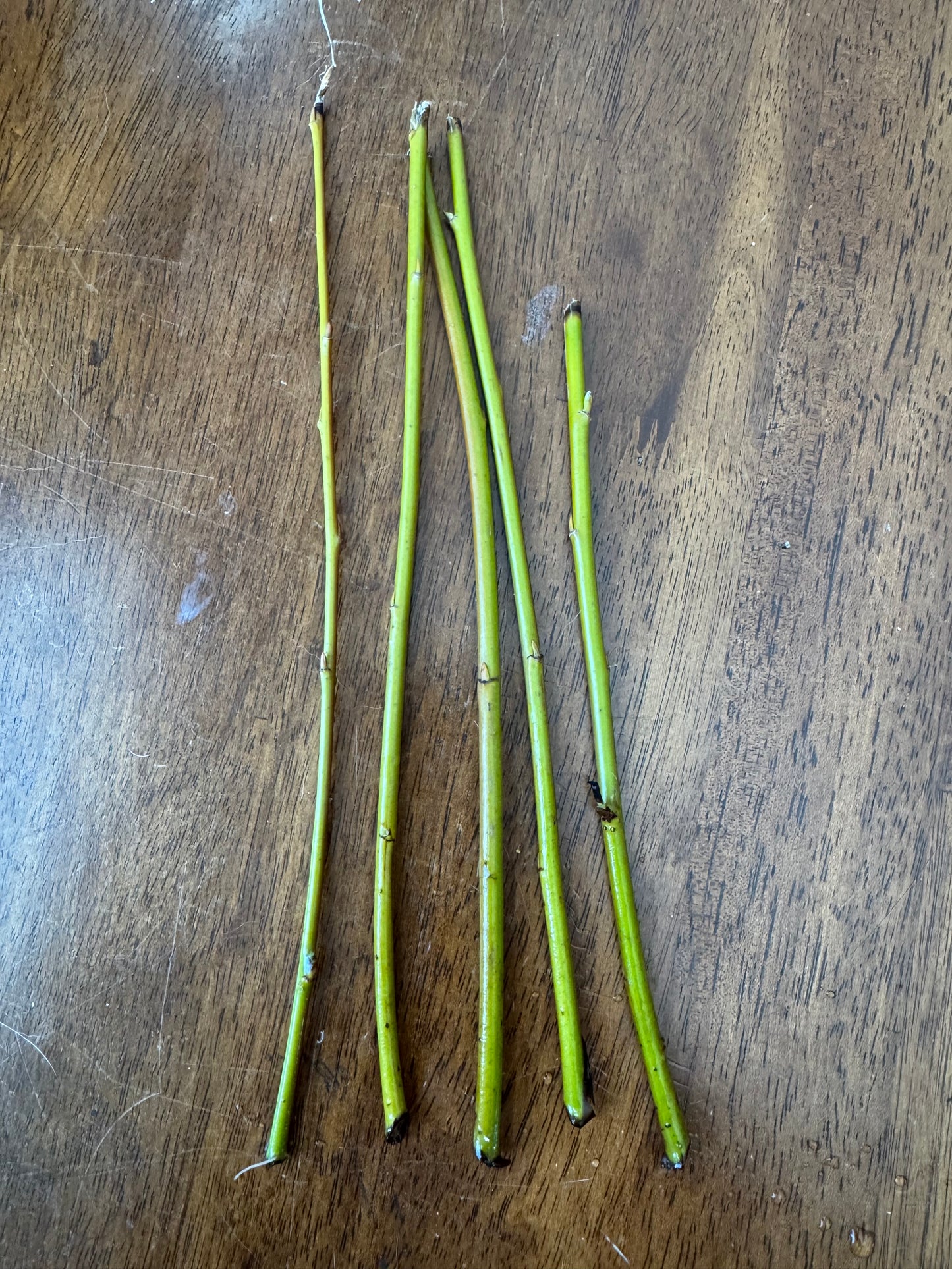 Basket Willow Cuttings
