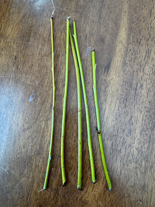 Basket Willow Cuttings