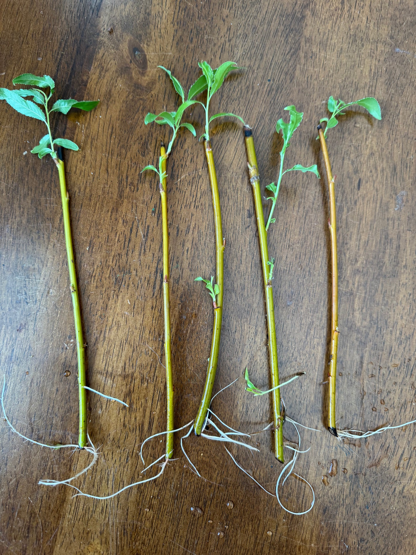 Basket Willow Cuttings