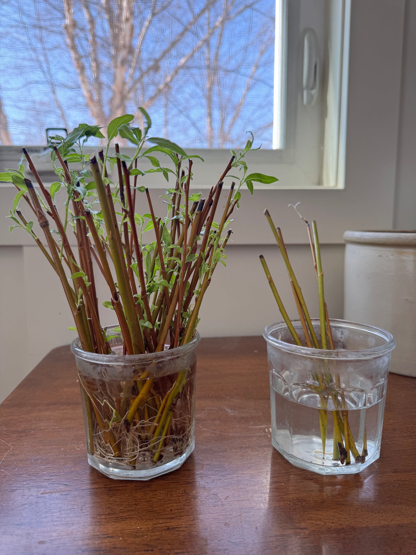 Basket Willow Cuttings