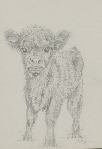 Calf Sketch