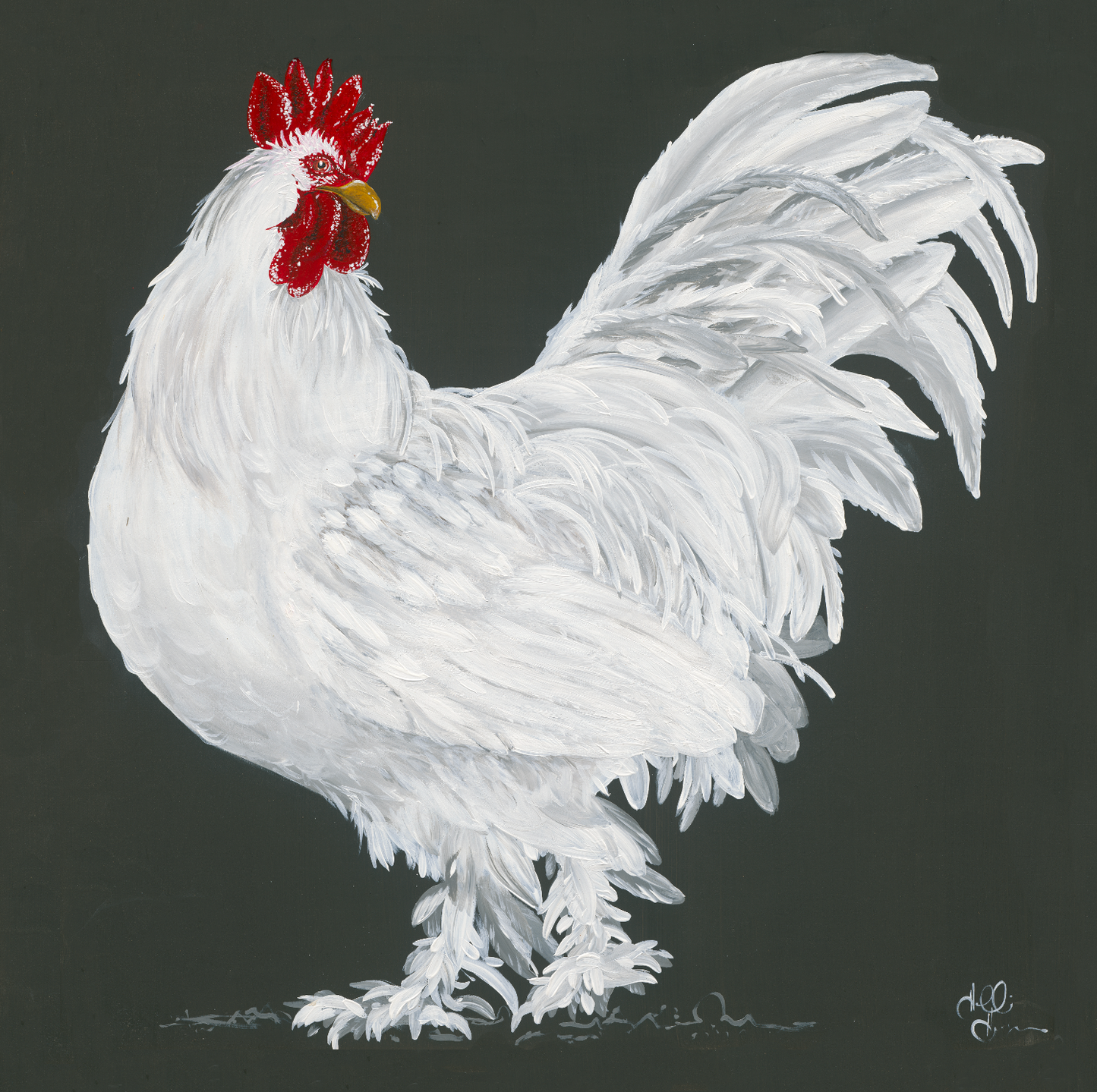 White Rooster on Black Background